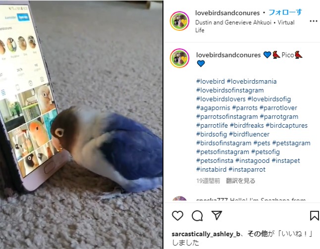 Instagramに夢中なラブバード 鳥用のデートアプリかと思った 世界一可愛い投稿 ガジェット通信 Getnews