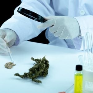 Japan's parliament passes bill to legalize cannabis-derived medicines