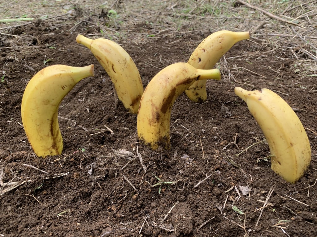 「バナナを庭に植えると良いことが起きる」という噂を聞いたので試した結果……!! ちょっとだけ感動した