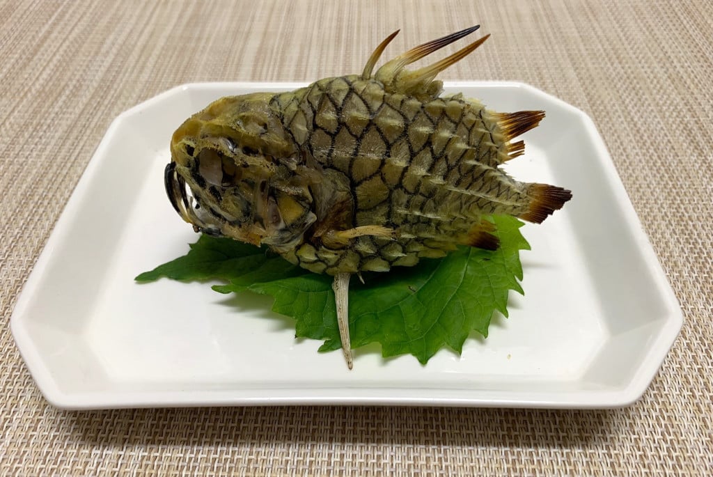 海のダイヤモンド「マツカサウオ」を捌いて食べてみた結果