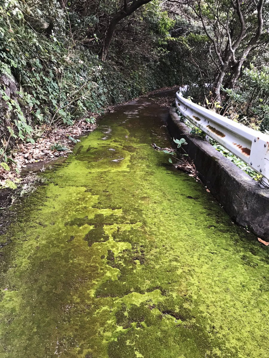 【東京都青ヶ島村のここが好きシリーズ】青ヶ島の忘れられた道が好き