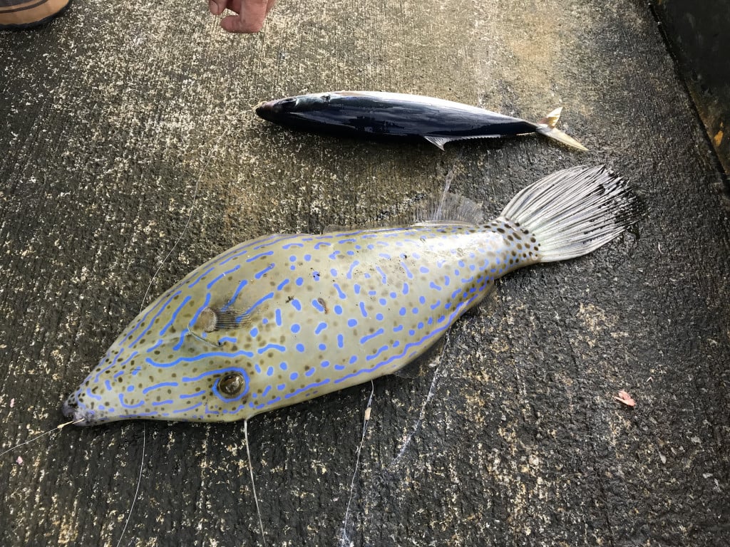 【東京都青ヶ島村のここが好きシリーズ】青ヶ島の釣り人と魚が好きです