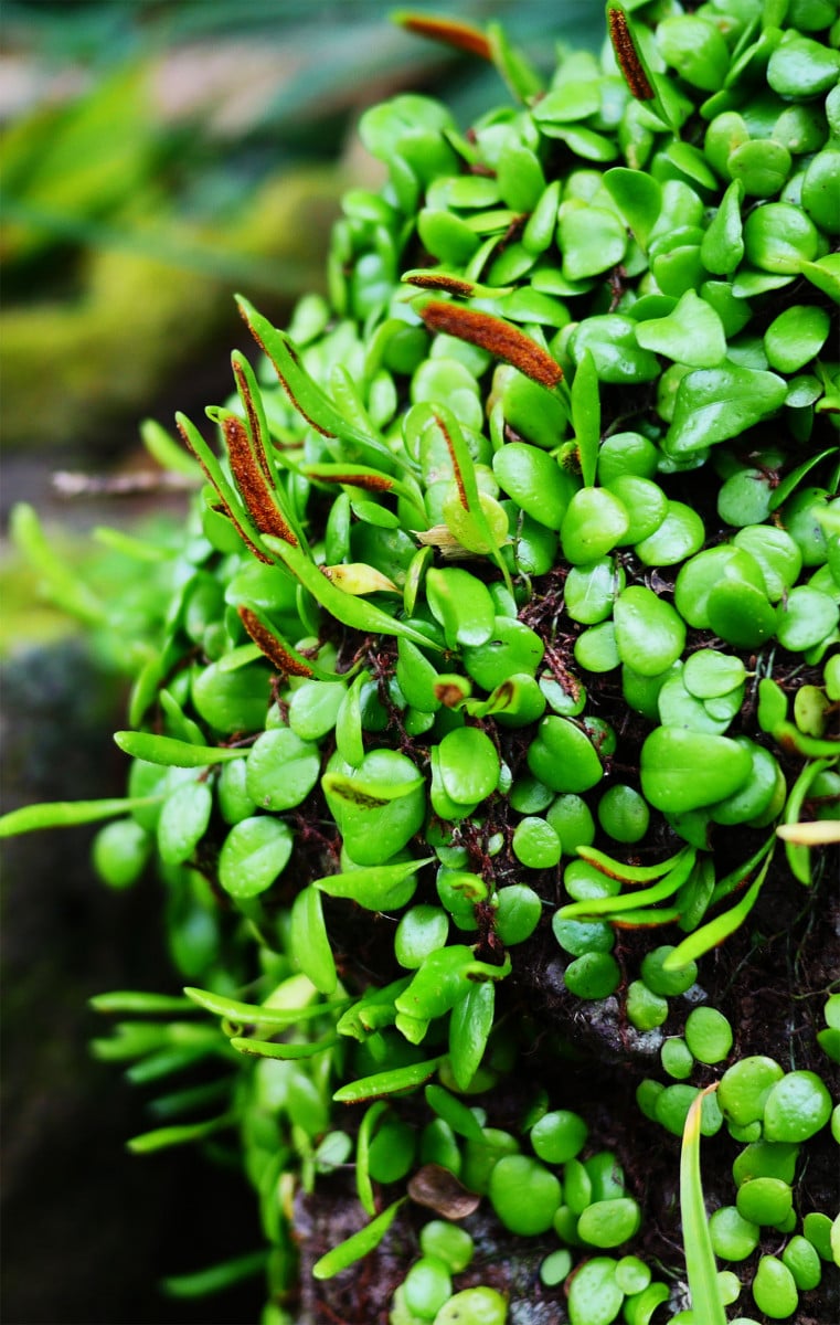 【東京都青ヶ島村のここが好きシリーズ】青ヶ島のそこらじゅうにある小さな粒々の植物が好き