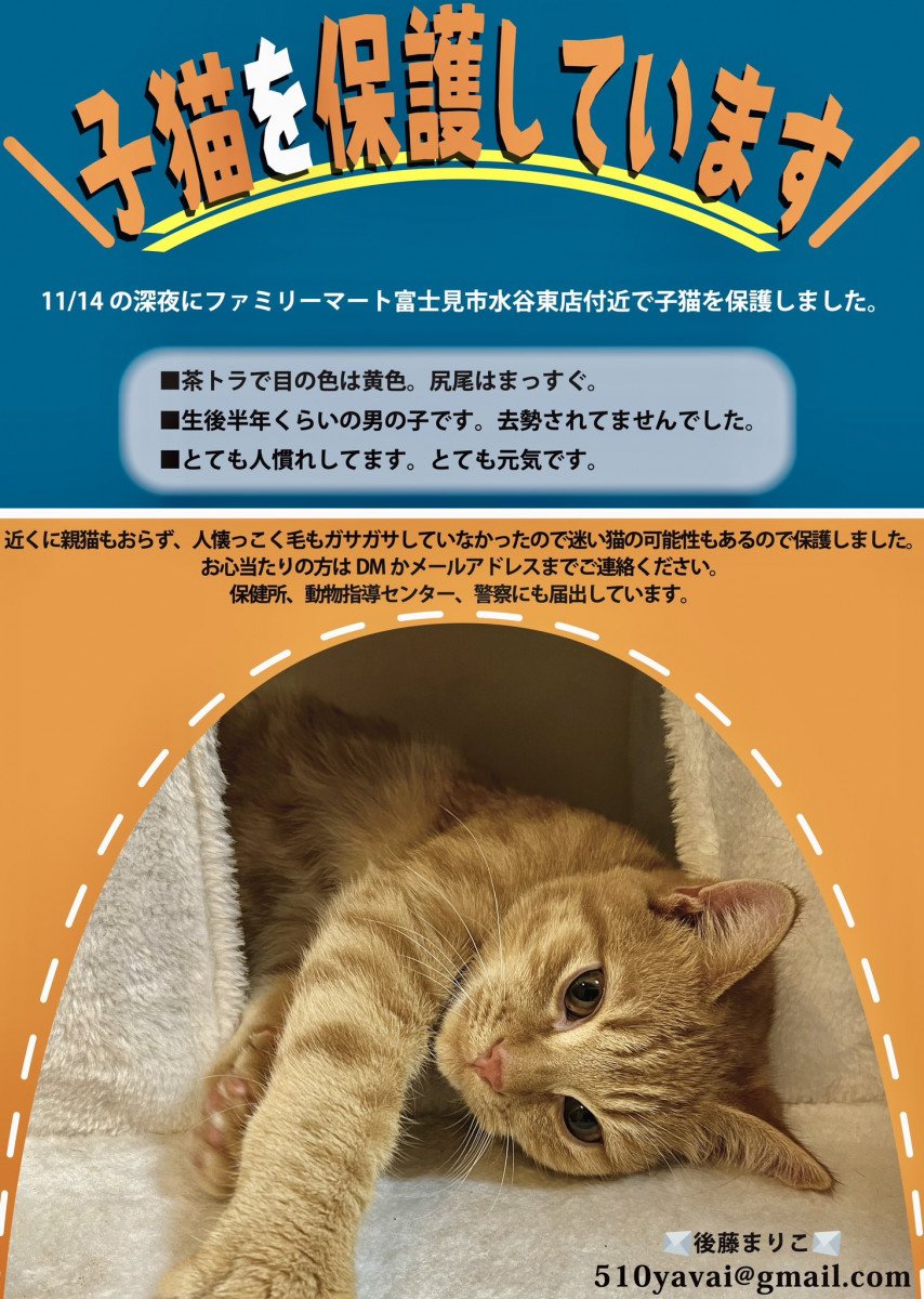 後藤まりこさんが子猫を保護 / インターネット上で飼い主を探す