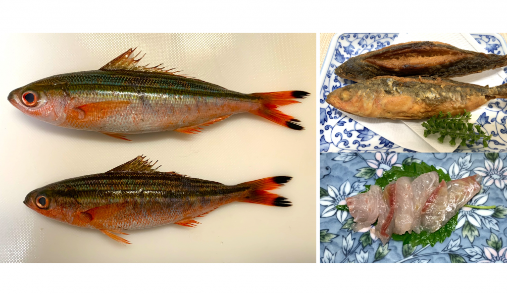 【未利用魚】沖縄の県魚グルクンの一種？ ニセタカサゴは安くて万能だからお惣菜魚として優秀だよ！