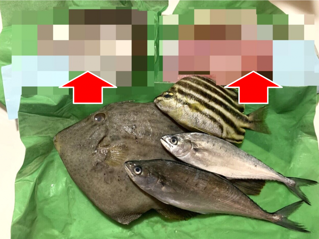 ふるさと納税の5000円未利用魚ガチャBOXに27cmの肝パンカワハギとレアなあの魚が入ってて大歓喜ウヒョーwwwwwwww