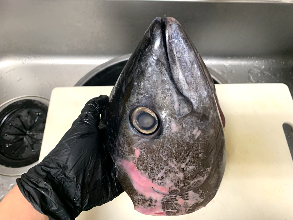 【捨てないで！】マグロの頭にはたった0.5%しかとれない超希少部位があるの知ってる？ 激安なのに絶世の美食でもうたまらん