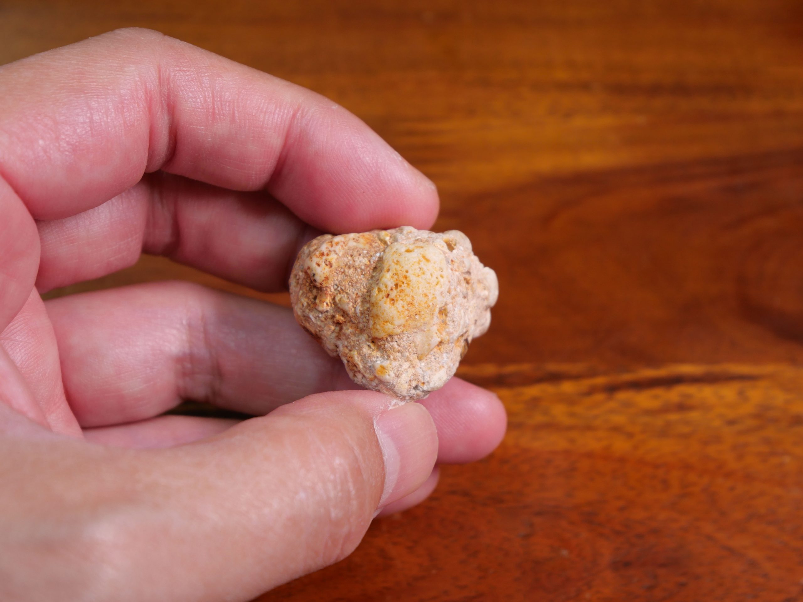 【ナウルの謎石】ナウル共和国で拾った石の正体が不明 / ビジュアルでわかる方いらしたら教えて頂きたい