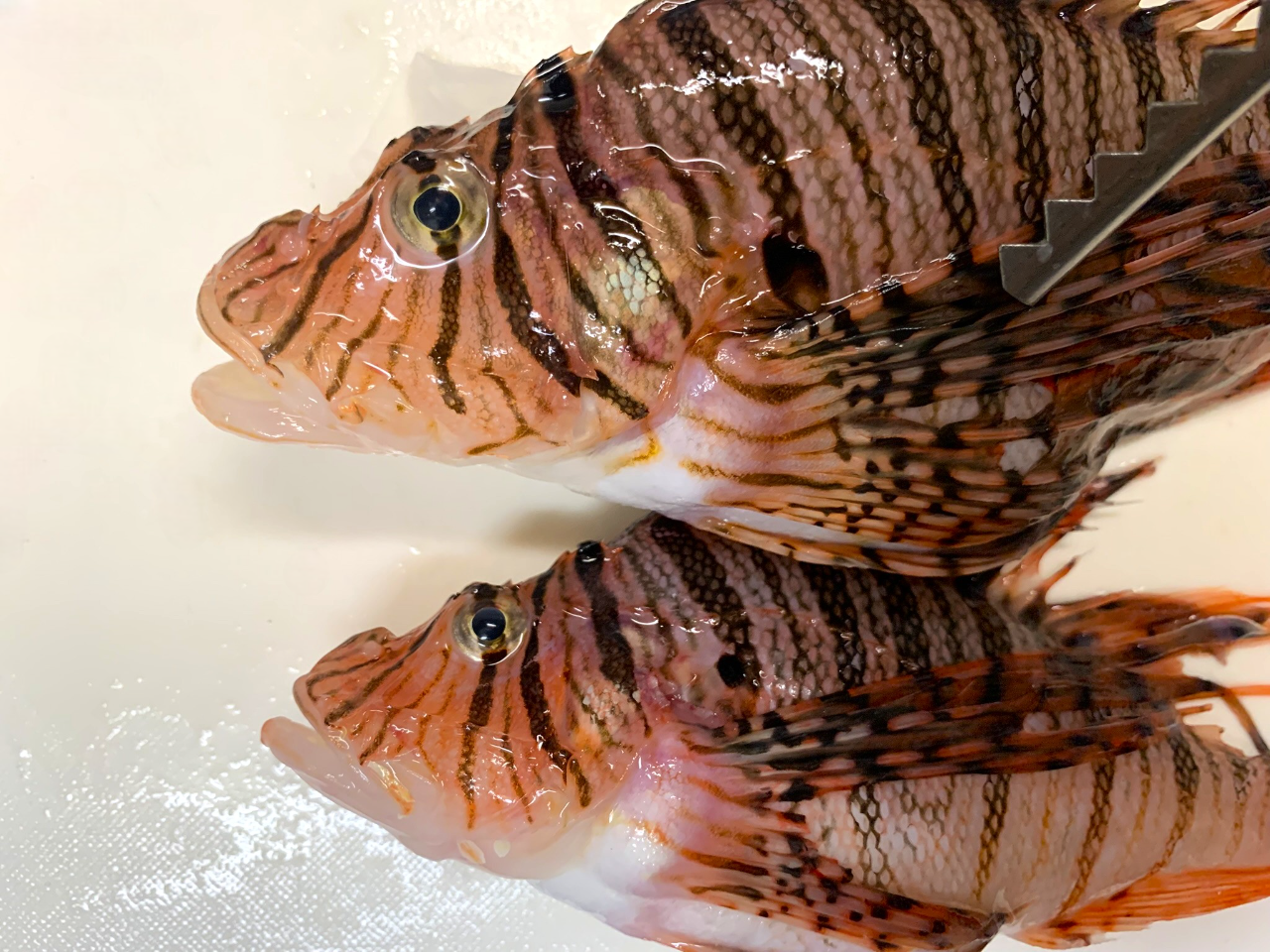 【なんと100円!!】毒魚だから激安!! だけど超ラブリーで特に煮つけが激ウマなお買い得魚・ミノカサゴを捌いて食べた結果【未利用魚】