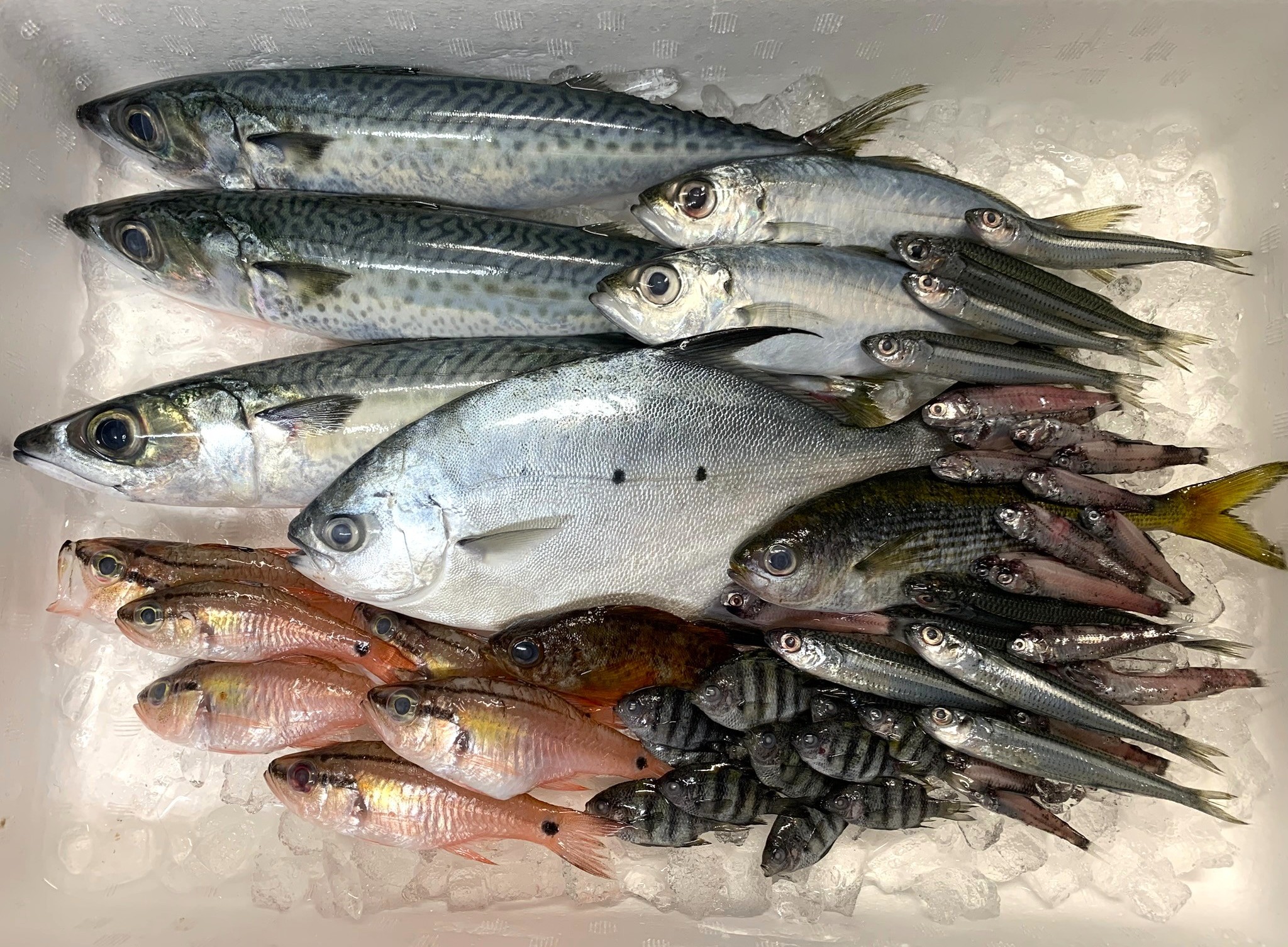 【節約】廃棄される魚には希少種から超激ウマ魚までお宝魚がたくさん紛れているので貰ってきたよ、爆安で【ダンベ救出大作戦/未利用魚】