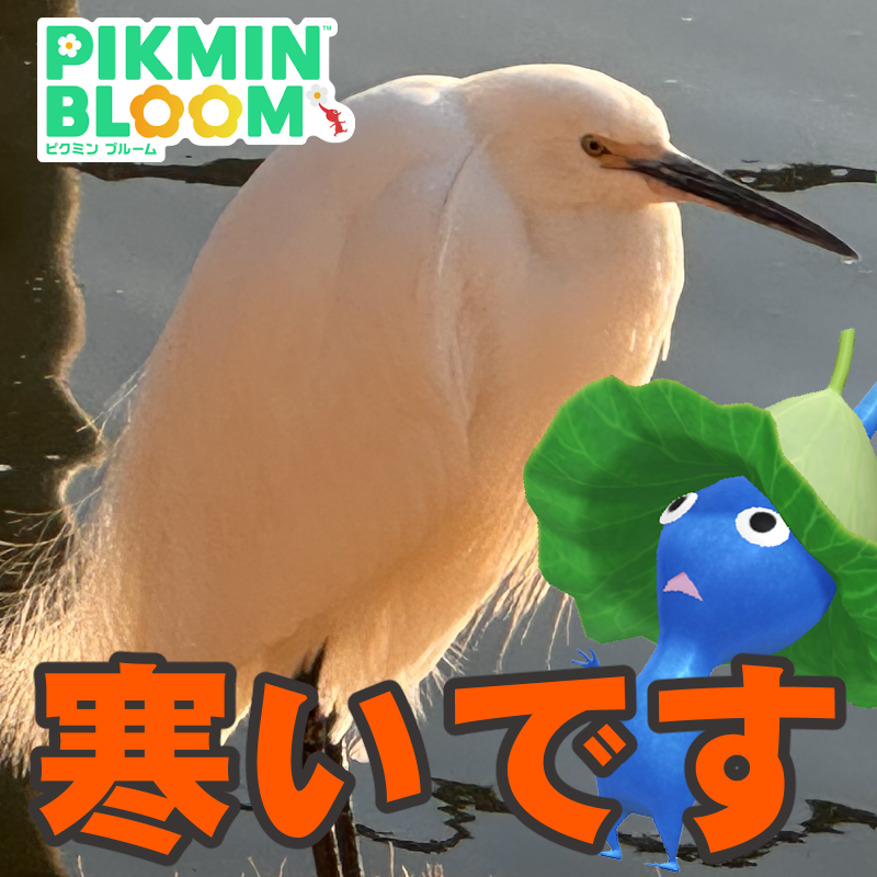 『ピクミン ブルーム』今月は短い!! バレンタインイベントもあと2週間に迫ったコミュニティ・デイリポート【プレイログ#1100】