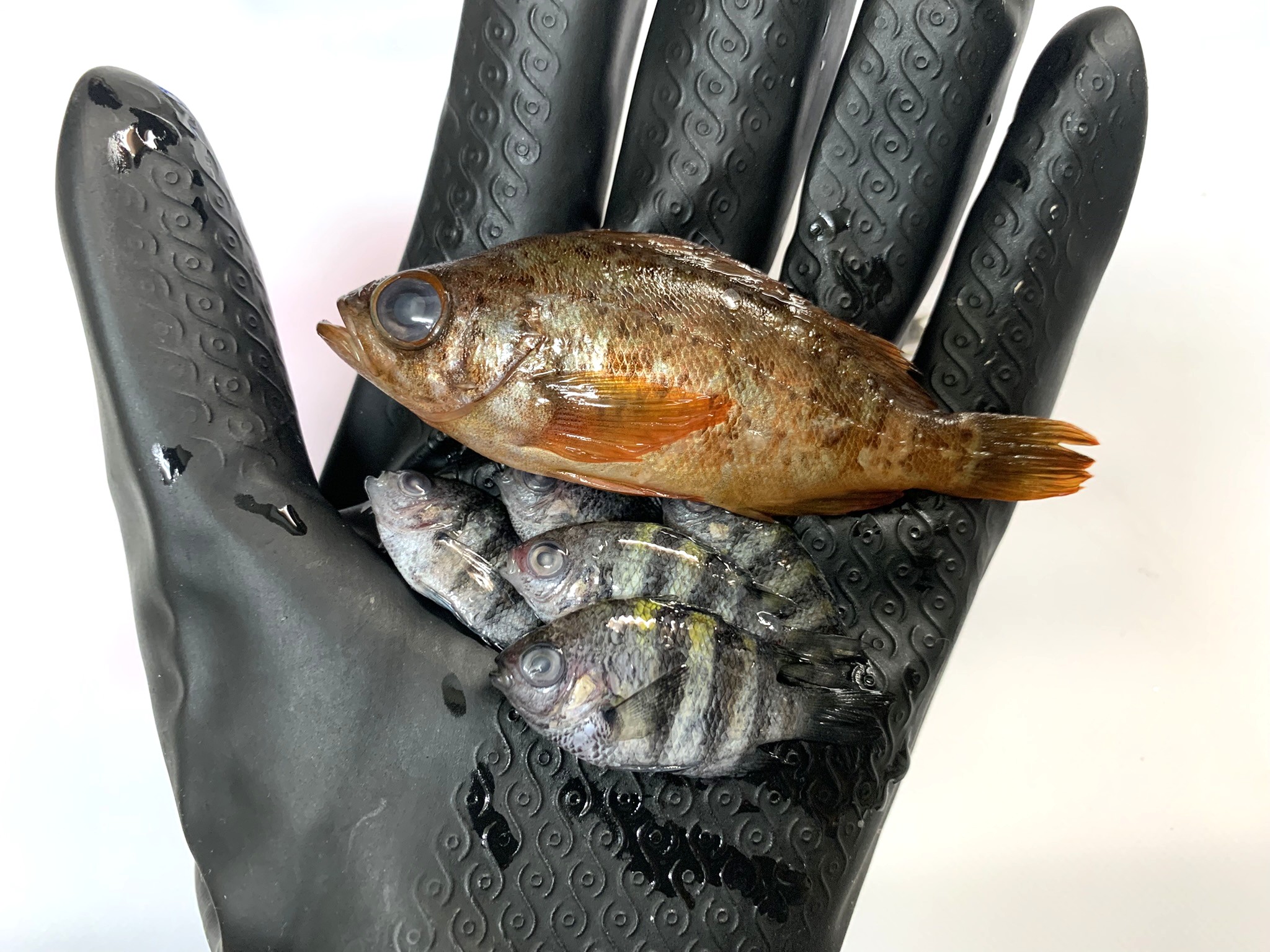 なんか小さくて可愛い魚がいたから連れて帰って食べた結果2【未利用魚:メバル、オヤビッチャ、ネンブツダイ】