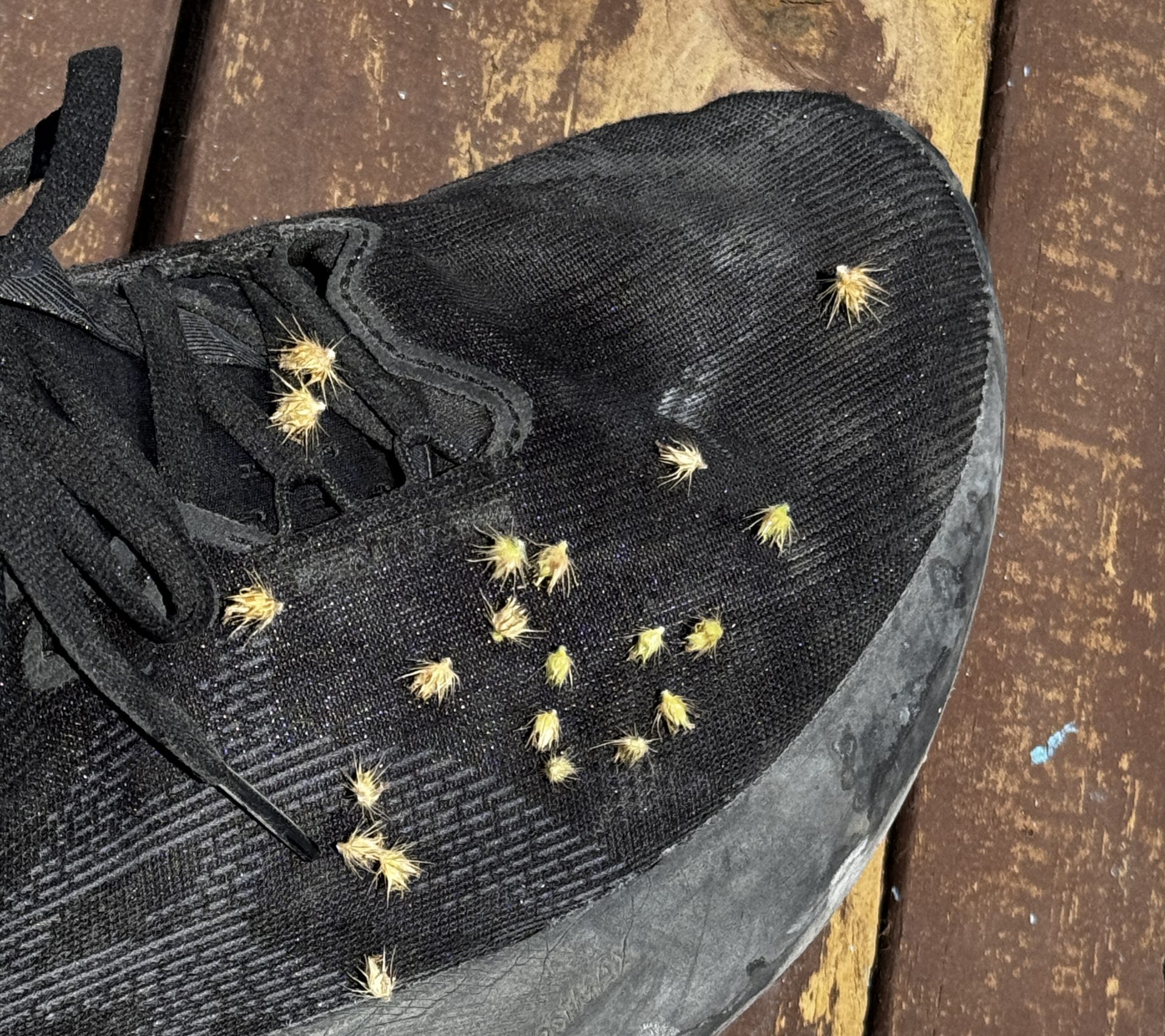 ナウル共和国を歩いてたら靴にくっつていきた「ひっつき虫みたいな粒」はなんですか？ なんなんでしょうか