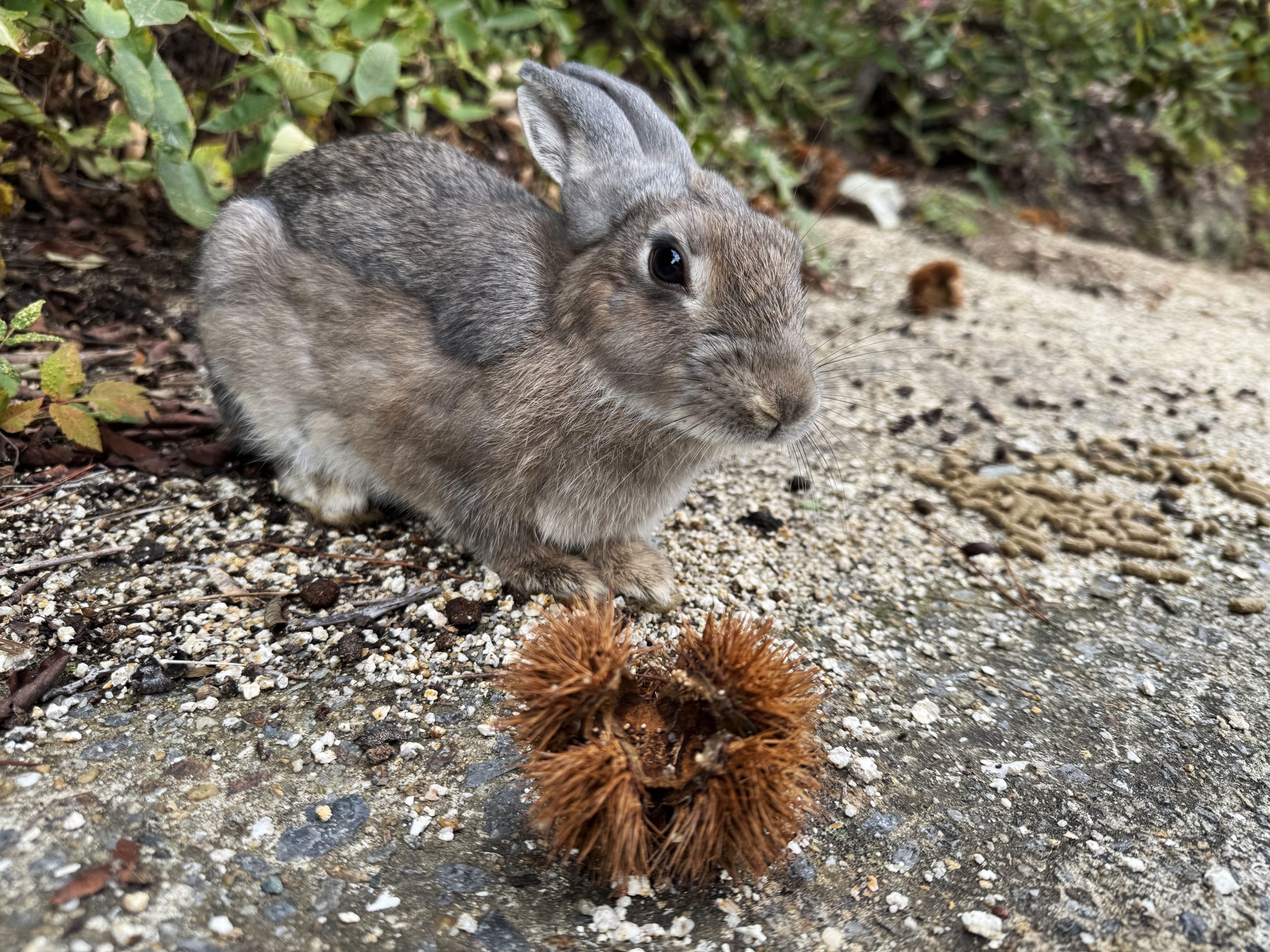 【広島への最高旅行】うさぎの聖地・大久野島に行ってみた→ 異変を見つけたかも