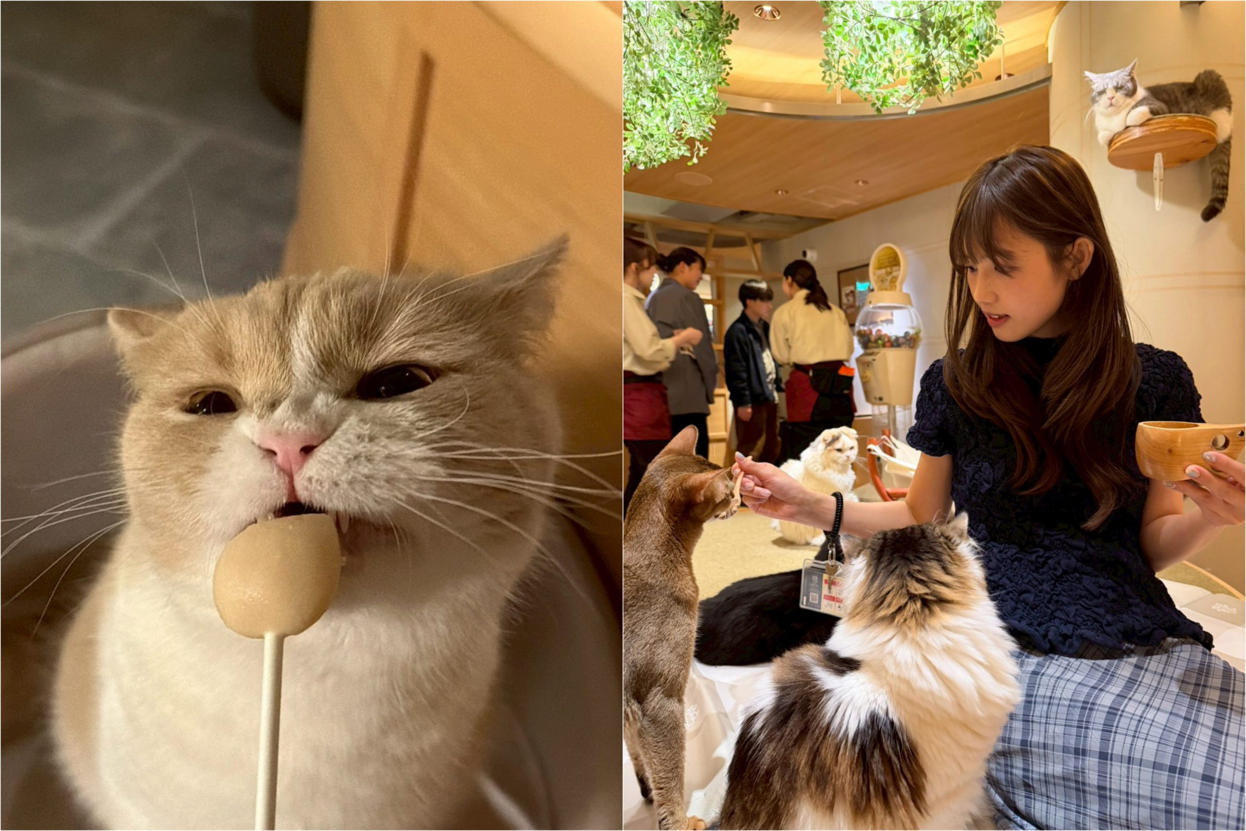 ゲームやドリンクも大充実で感動！　猫カフェでモフモフ癒しのひととき